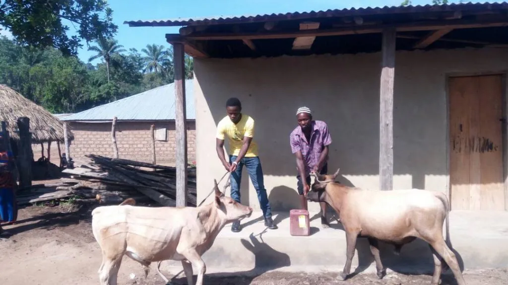 oxen1