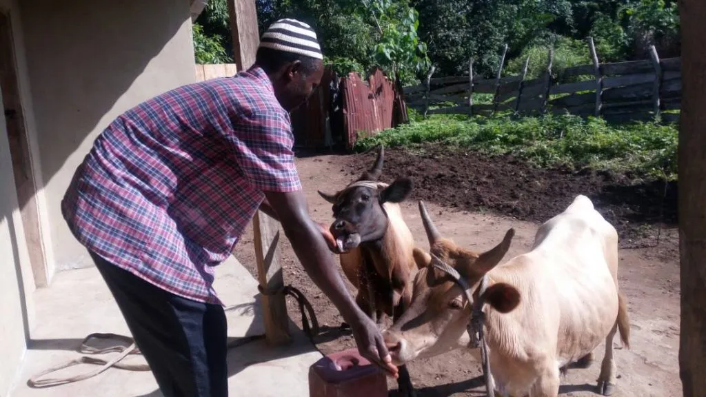 oxen2