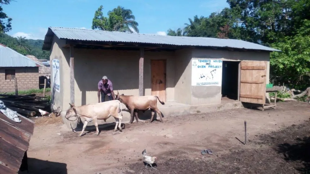 oxen3