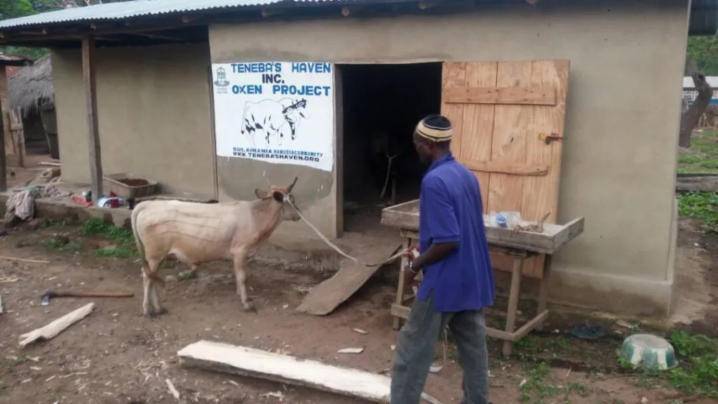 oxen4