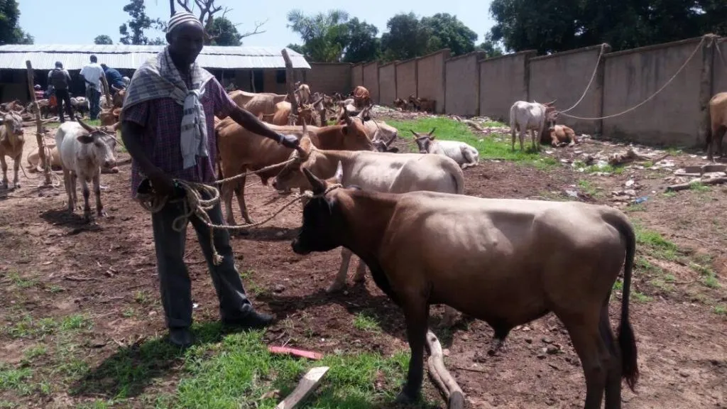oxen5