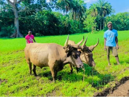 Growing Rice with the help of the oxen