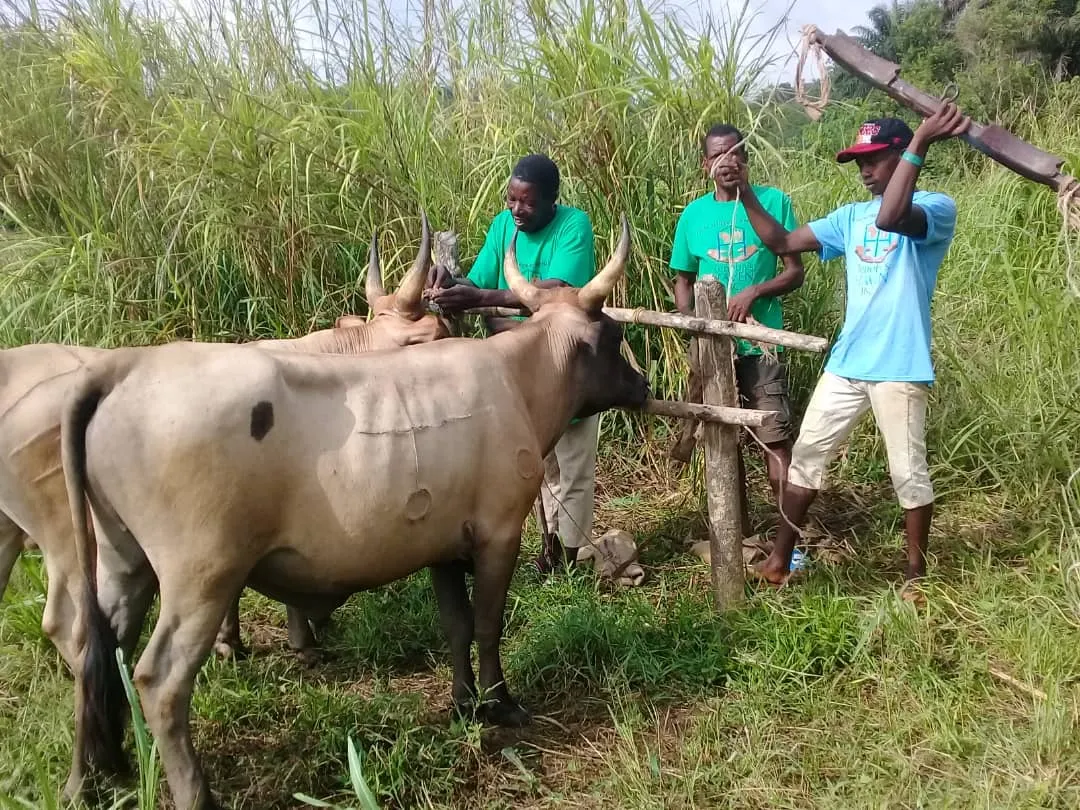 oxen-update