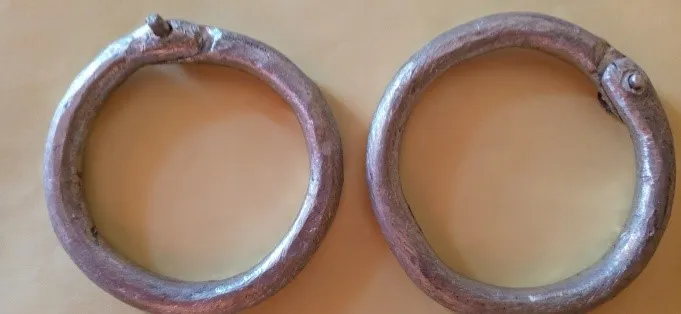 New nose rings for bulls (Oxen project)