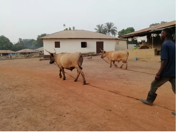 Bulls working